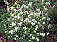 Fothergilla%20gardenii%20-%20bluehend+.JPG