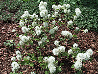 Fothergilla%20gardenii%20-%20junge%20Pflanze%20voll%20Blueten.jpg