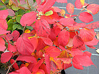 Fothergilla%20gardenii%20-%20komplett%20rot.JPG