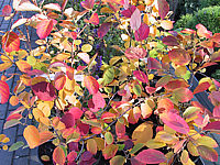 Fothergilla%20major%20-%20Herbst%2001.JPG
