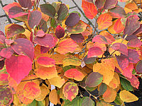 Fothergilla%20major%20-%20Herbst%2003.JPG