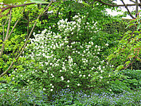 Fothergilla%20major%20-%20Sol%20in%20Bluete.JPG