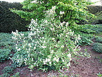 Fothergilla%20major%20-%20Sol.JPG