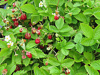 Fragaria%20vesca%20Ruegen%2001.JPG