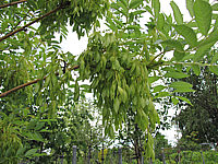 Fraxinus%20excelsior%20Jaspidea%20-%20Schoten%20nach%20Bluete.JPG