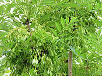 Fraxinus%20excelsior%20Jaspidea%20-%20Schoten%20nach%20Bluete1.JPG