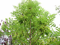 Fraxinus%20excelsior%20Jaspidea%20-%20Schoten%20nach%20Bluete2.JPG