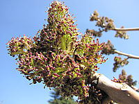 Fraxinus%20excelsior%20Jaspidea%20-%20knospige%20Bluete1.JPG