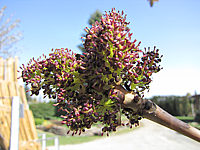Fraxinus%20excelsior%20Jaspidea%20-%20knospige%20Bluete2.JPG