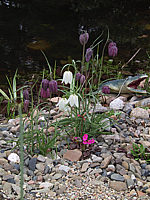 Fritillaria%20meleagris%2001.jpg