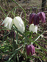 Fritillaria%20meleagris%2002.jpg
