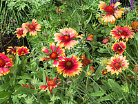 Gaillardia%20grandiflora%20Kobold%2001.JPG