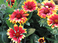 Gaillardia%20grandiflora%20Kobold%2002.JPG