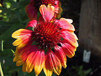 Gaillardia%20grandiflora%20Kobold%2003.JPG
