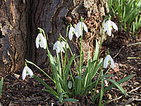 Galanthus%20nivalis%20ssp%20nivalis%2001.JPG