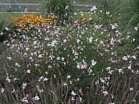 Gaura%20lindheimeri%2001.jpg