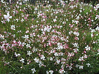 Gaura%20lindheimeri%2002.JPG