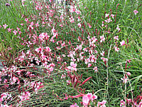 Gaura%20lindheimeri%20Siskiou%20Pink%20-%20(Rot,%20weiss%20gerandet).JPG