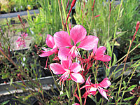 Gaura%20lindheimeri%20Siskiou%20Pink%20-%20Macro.JPG