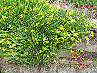 Genista%20saggittalis%20-%20auf%20Mauer.JPG