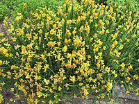 Genista%20saggittalis%20-%20bluehend.JPG