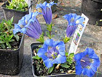 Gentiana%20acaulis.JPG