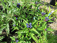 Gentiana%20tianshanica.JPG