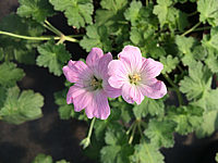 Geranium%20Hybride%20Dreamland%20(Bremdream).JPG