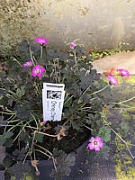 Geranium%20Hybride%20Orkney%20Cherry%20(Bremerry).JPG