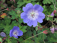 Geranium%20Hybride%20Rozanne%20(=Jolly%20Bee)%20-%20Macro.JPG