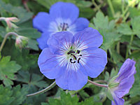 Geranium%20Hybride%20Rozanne%20-%20Bluetenmacro%201A.JPG