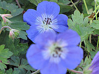 Geranium%20Hybride%20Rozanne%20-%20Bluetenmacro%201B.JPG