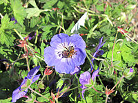 Geranium%20Hybride%20Rozanne%20-%20Bluetenmacro%201C.JPG