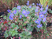 Geranium%20Hybride%20Rozanne%20-%20Oktober.JPG