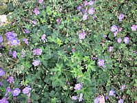 Geranium%20Hybride%20Rozanne%2001.JPG