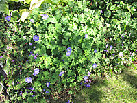 Geranium%20Hybride%20Rozanne%2003.JPG