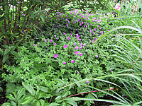 Geranium%20Sirak.JPG