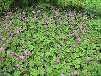 Geranium%20cantabrigiense%20Karmina%2002.JPG