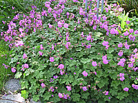 Geranium%20cantabrigiense%20Karmina.JPG