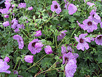 Geranium%20cinereum%20Ballerina.JPG