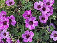 Geranium%20cinereum%20Lawrence%20Flatman.JPG