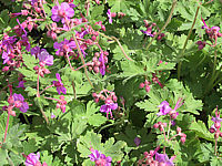 Geranium%20macrorrhizum%20Czakor%20-%20bluehend1.JPG