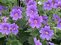 Geranium%20magnificum%20Rosemoor%2001.JPG
