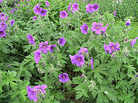 Geranium%20magnificum.JPG
