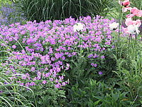 Geranium%20nodosum%20-%20bluehend%20flaechig.jpg
