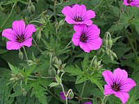 Geranium%20psilostemon%20Patricia.JPG