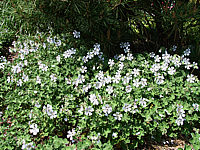 Geranium%20renardii%2001.jpg