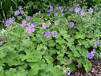 Geranium%20renardii%20Phillip%20Vapelle%2001.jpg