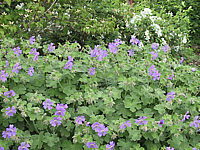 Geranium%20renardii%20Phillip%20Vapelle%2002.jpg