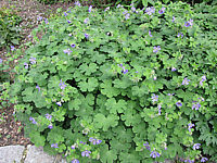 Geranium%20renardii%20Terre%20Franche.JPG